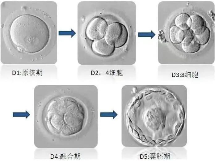 试管鲜胚、冻胚、囊胚哪个移植成功率高？试管养囊的优点有哪些？试管婴儿养囊的费用？